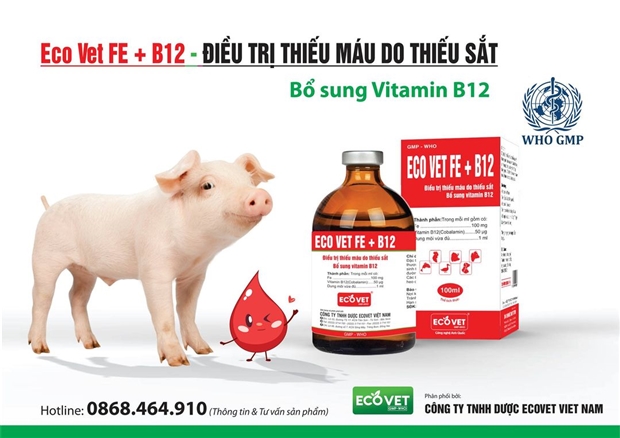 ECO VET FE + B12 - ĐIỀU TRỊ BỆNH THIẾU MÁU DO THIẾU SẮT, BỔ SUNG VITAMIN B12