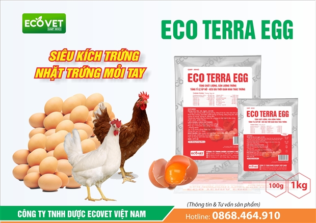 ECO TERRA EGG  SIÊU KÍCH TRỨNG