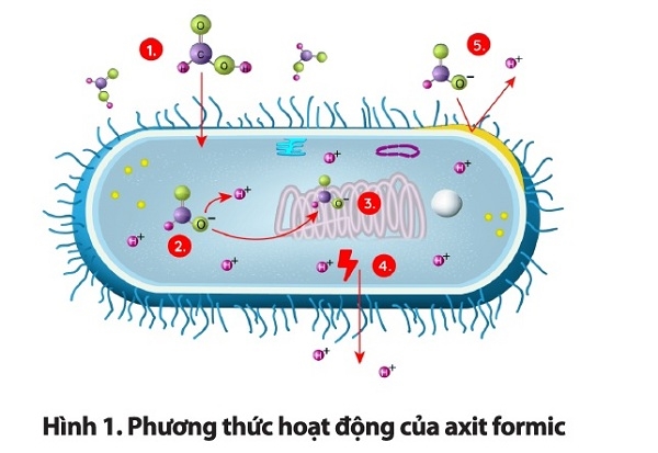 Diformic acid thay thế Formadehyde trong cuộc chiến chống virus ASF