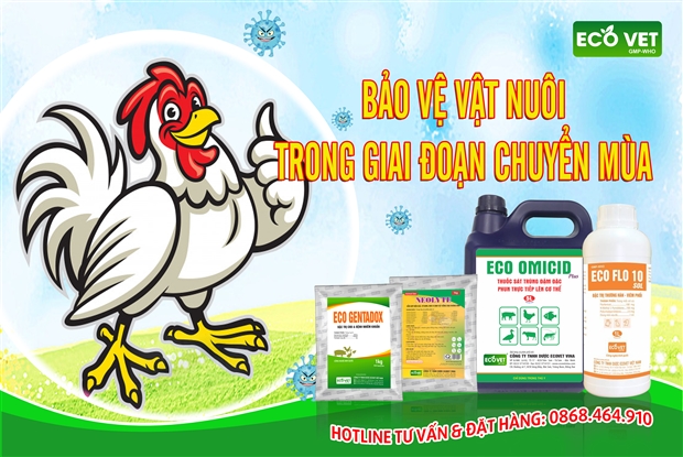 CÙNG ECOVET VINA - BẢO VỆ ĐÀN GÀ CỦA BẠN TRONG GIAI ĐOẠN CHUYỂN MÙA