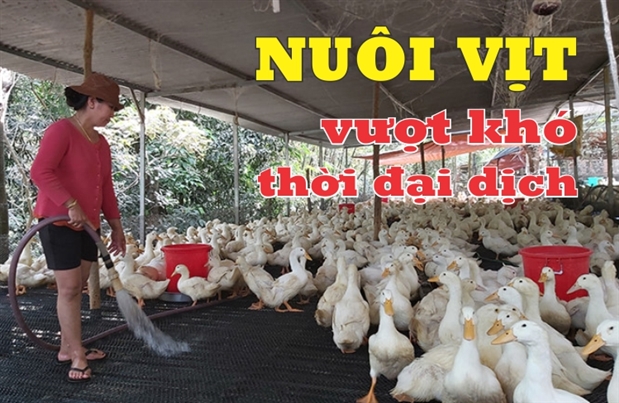 Nuôi vịt vượt khó thời đại dịch