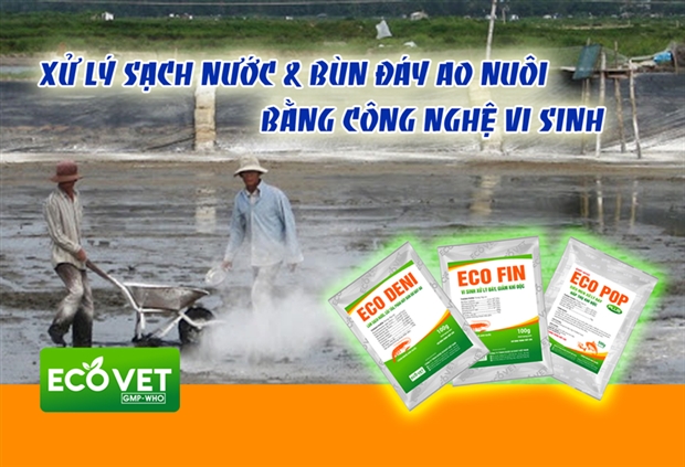 XỬ LÝ SẠCH NƯỚC & BÙN ĐÁY AO NUÔI BẰNG CÔNG NGHỆ VI SINH