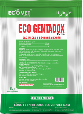 ECO GENTADOX - Đặc trị CRD & bệnh nhiễm khuẩn