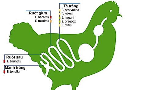 BỆNH VIÊM RUỘT HOẠI TỬ VÀ CẦU TRÙNG ĐƯỢC HẠN CHẾ BỞI KHẨU PHẦN ĂN.