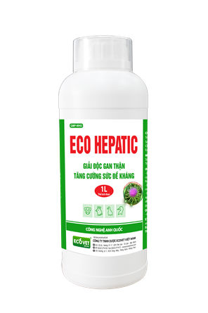 ECO HEPATIC - Giải độc gan thận cấp. Tăng cường sức đề kháng.