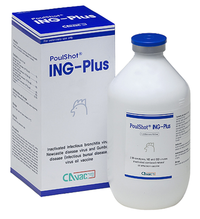 POULSHOT ING-PLUS - Phòng bệnh viêm phế quản truyền nhiễm ( IB), Newcastle ( ND) & Gumboro ( IBD) trên gà.