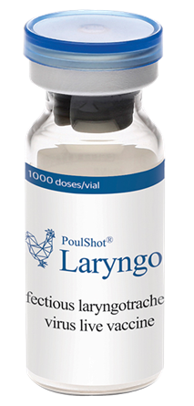 POULSHOT LARYNGO - Phòng bệnh viêm thanh khí quản truyền nhiễm trên gà.