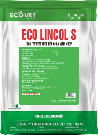 ECO LINCOL S - Đặc trị viêm ruột, tiêu chảy, viêm khớp