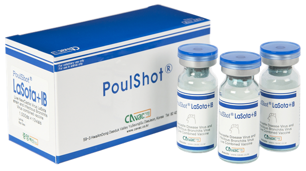 POULSHOT LASOTA + IB - Phòng bệnh dịch tả ( ND) và viêm phế quản truyền nhiễm ( IB) trên gà.