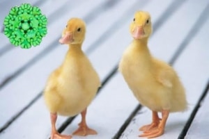 BỆNH DỊCH TẢ VỊT (DUCK VIRUS ENTERITIS, DUCK PLAGUE, PESTIS ANATUM)